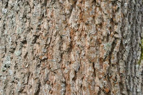 The bark of an old tree covered with a moss close up as texture and backgroun Stock Photos