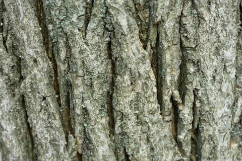 The bark of an old tree covered with moss. Creative vintage natural backgroun Stock Photos