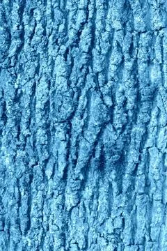The bark of an old tree covered with a moss close up Stock Photos