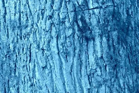 The bark of an old tree covered with a moss close up 스톡 사진