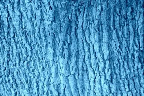 The bark of an old tree covered with a moss close up Stock Photos