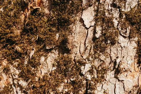 Bark of an old tree covered with moss in spring Stock Photos