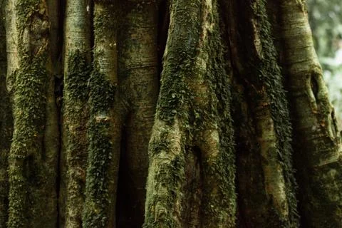 Bark of an old tree covered with moss in the rainforest of Kibale National Park Stock Photos