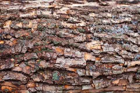 Bark of an old tree in cracks in brown tones Stock Photos