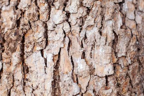 Bark of an old tree in cracks in brown tones Stock Photos