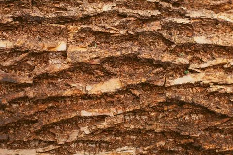 Bark of an old tree in cracks in brown tones Stock Photos