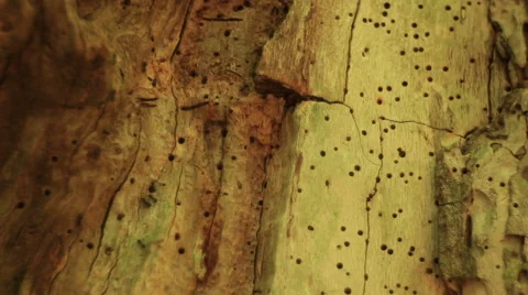 The bark of an old tree Stock Footage 50298771