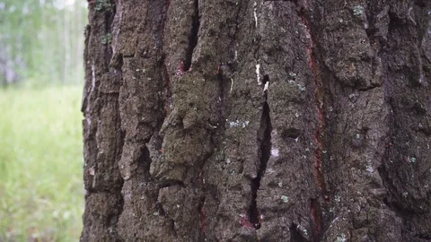 Bark of an old tree in the forest. The texture of the old tree bark Video stock 112061372