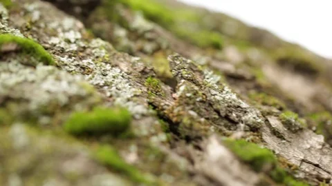 The bark of an old tree with green moss on it in motion and blur in winter Stock Footage 121060403