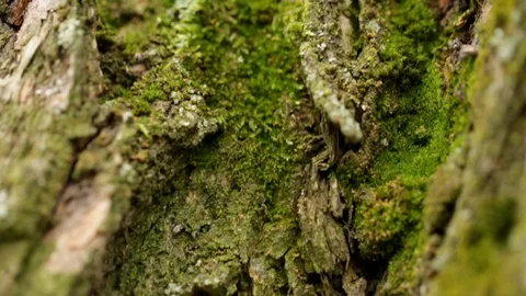 The bark of an old tree with green moss on it in motion and blur Stock-Footage 121060437