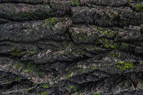 Bark from a old tree with green moss Stock Photos