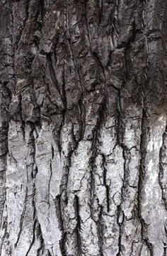 The bark of an old tree. Half of the bark is black and half is colored white. Stock Photos