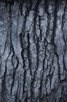 The bark of an old tree. Half of the bark is black and half is colored white. Stock Photos