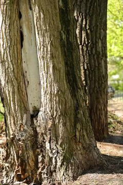 The bark of an old tree with an interesting structure Foto stock