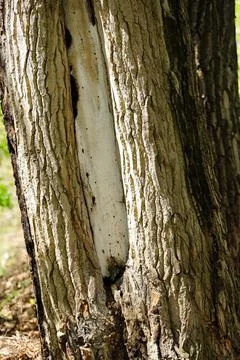 The bark of an old tree with an interesting structure Foto stock