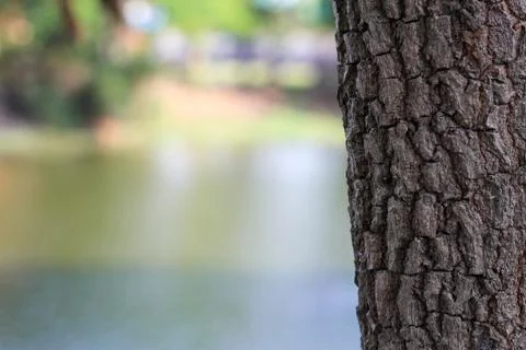 The bark of an old tree. Larch bark.. Detailed bark texture. Foto stock