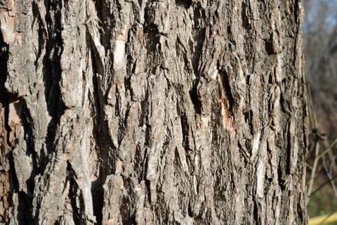 The bark of an old tree lit by the sun closeup. Abstract natural background Stock Photos