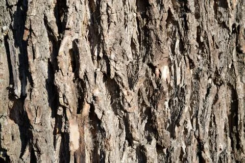 The bark of an old tree lit by the sun closeup. Abstract natural background Stock Photos