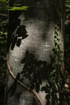 Bark of an old tree with moss and ivy Stock Photos