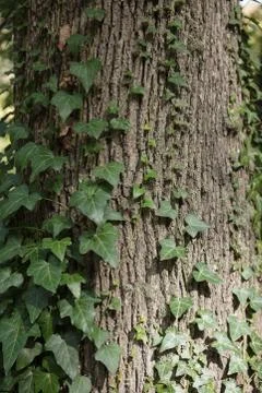 Bark of an old tree with moss and ivy Stock Photos