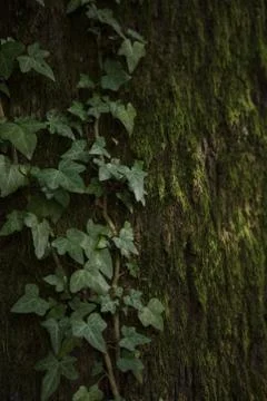 Bark of an old tree with moss and ivy Stock Photos