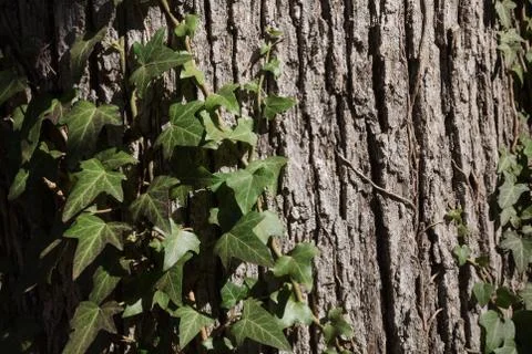 Bark of an old tree with moss and ivy Stock Photos
