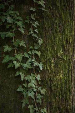 Bark of an old tree with moss and ivy Stock Photos