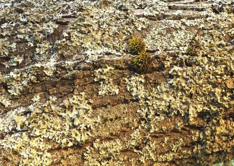 Bark of an old tree with moss and lichen close up Stock Photos