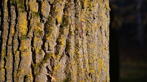 Bark on an old tree with moss. close-up. HD, 1920x1080, slow motion Stock Footage 104411004