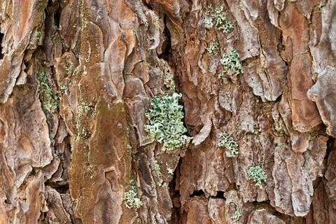 The bark of an old tree with moss closeup. 스톡 사진