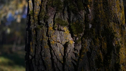 Bark on an old tree with moss. HD, 1920x1080, slow motion Stock Footage 104410993