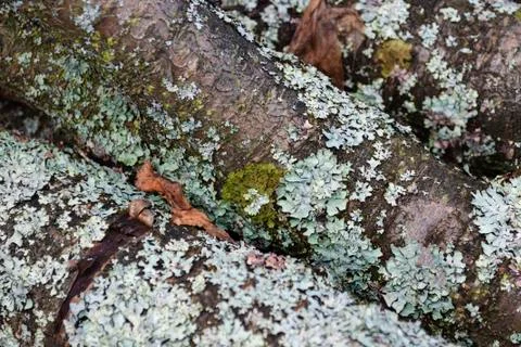 Bark of old tree with moss. ?lose up image of texture tree bark with silver l Stock Photos