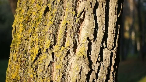 Bark on an old tree with moss in the rays of the sun. HD, 1920x1080, slow motion Stock Footage 104411048