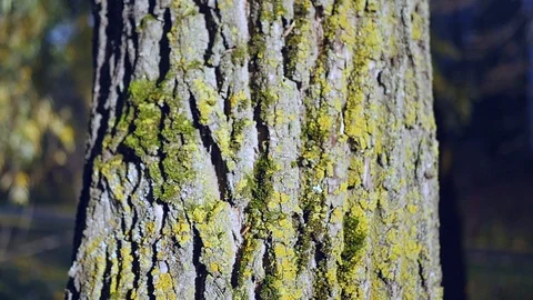 Bark on an old tree with moss at sunset. close-up. HD, 1920x1080, slow motion Stock Footage 104411028