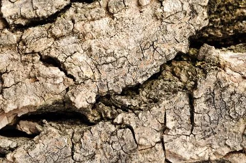 The bark of an old tree. Natural background Stock Photos
