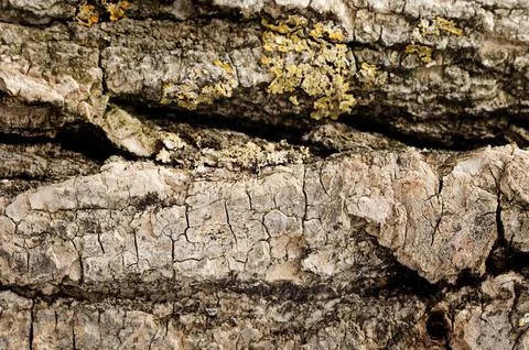 The bark of an old tree. Natural background Stock Photos