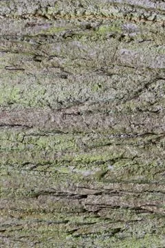 The bark of the old tree. Old oak. Stock Photos