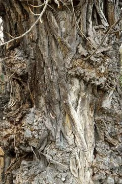 Bark of an old tree. Old park . Winter Stock Photos