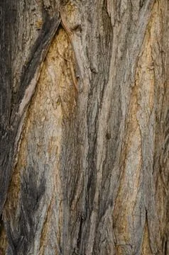 Bark of an old tree in the park Stock Photos