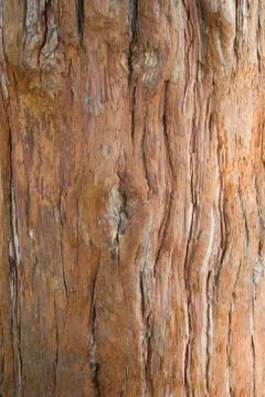 Bark of an old tree in the park Stock Photos