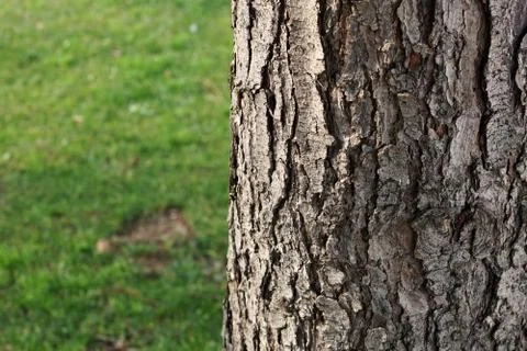 Bark of an old tree in the park Foto stock