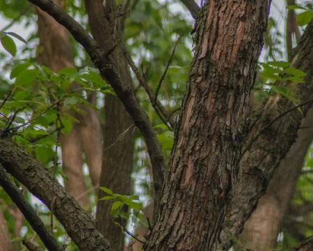 The bark of an old tree peeling Stockfoto's