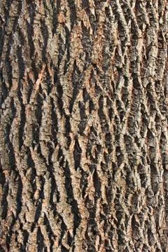 Bark of old tree Stock Photos