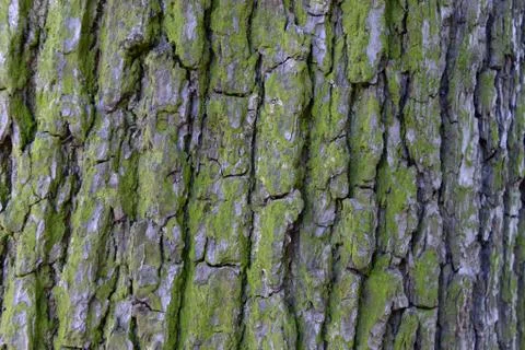 Bark of an old tree 写真素材