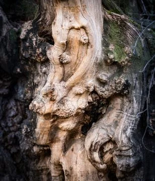 Bark of old tree. Foto stock