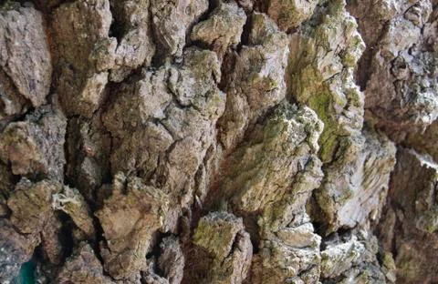 Bark of an old tree Stock Photos