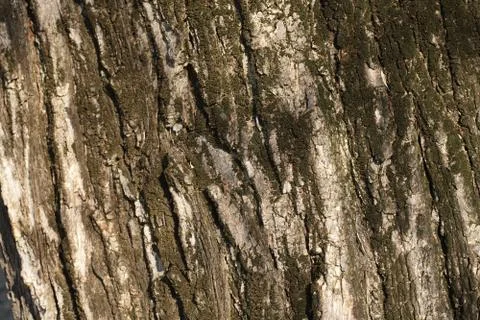 Bark of an old tree Foto stock