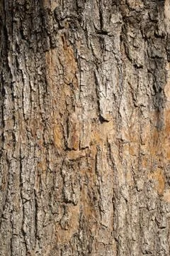 Bark of an old tree Fotos de archivo