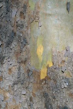 Bark of an old tree Stock-Fotos