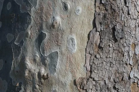 Bark of an old tree Stock Photos